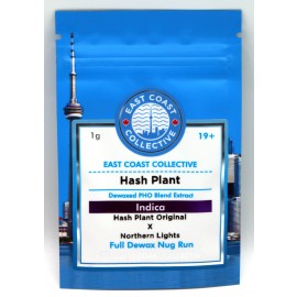 East Coast Collective Shatter *80-90% THC* Hash Plant