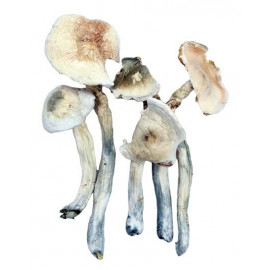 Magic Mushrooms *Albino Treasure Coast*
