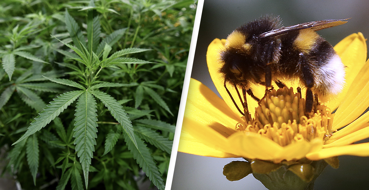 Cannabis and Bees