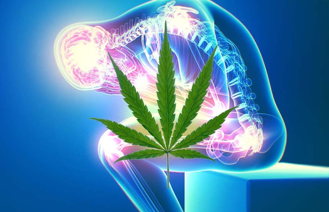 Cannabis Strains for Pain Relief