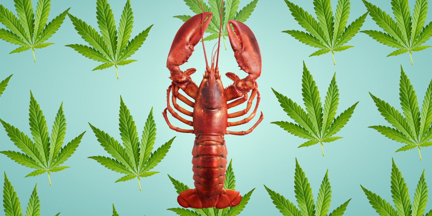 Lobster with Cannabis