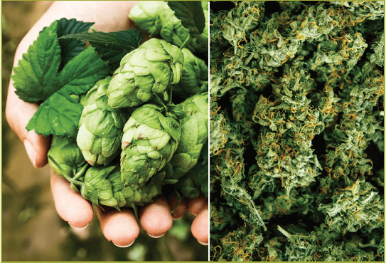Cannabis and Hops