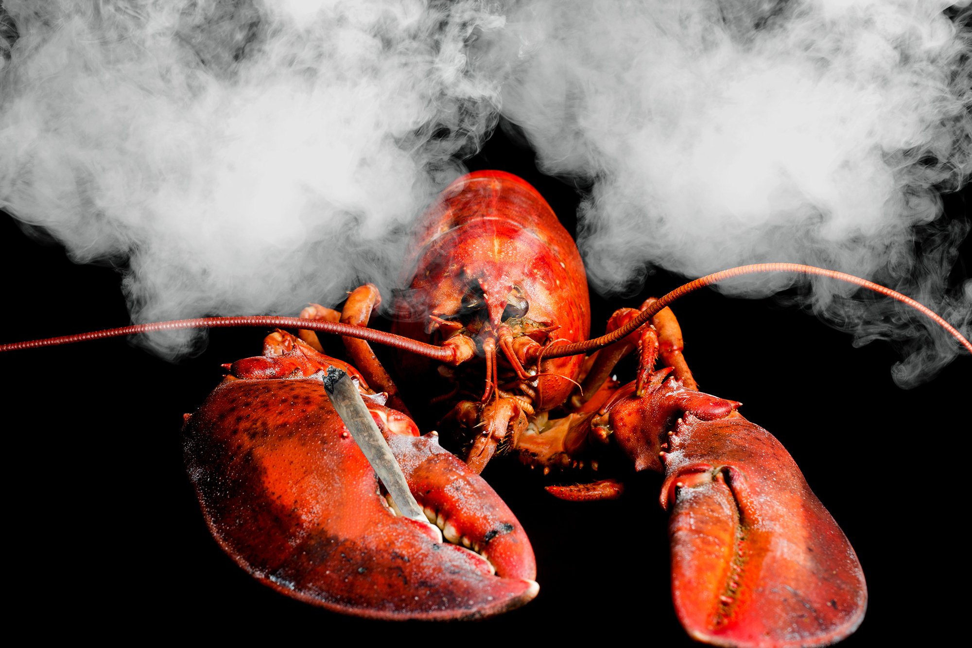 Lobster with Cannabis