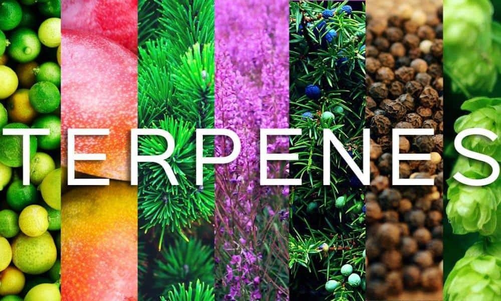 Healthy, What are Cannabis Terpenes