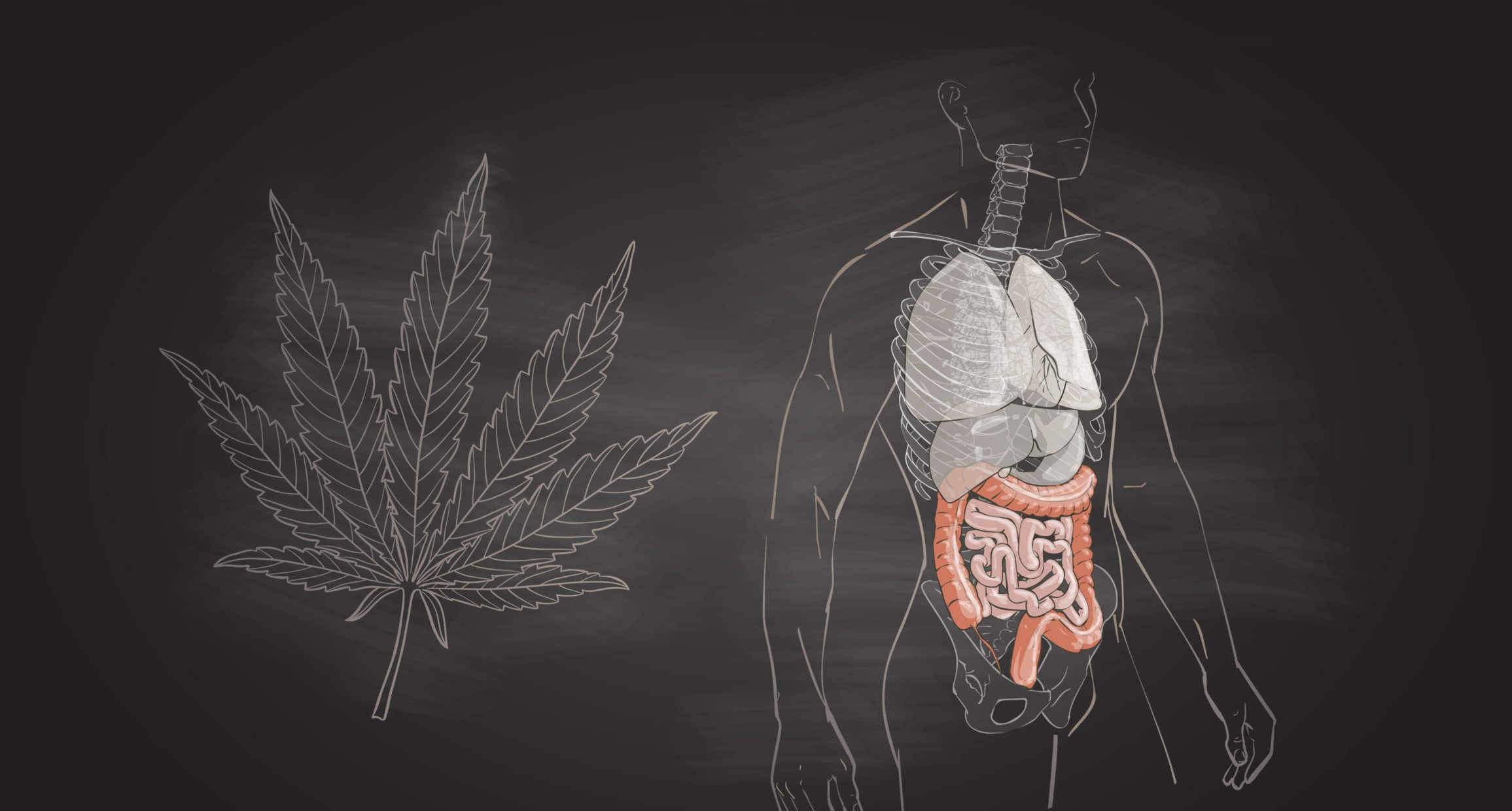 gut and cannabis