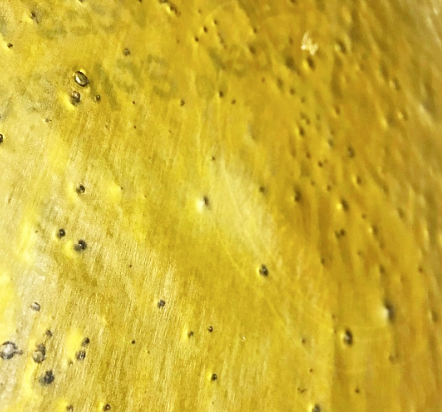 ggcshatter 2