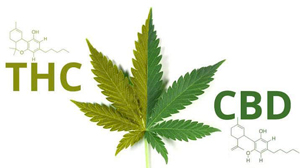 thc cbd 2