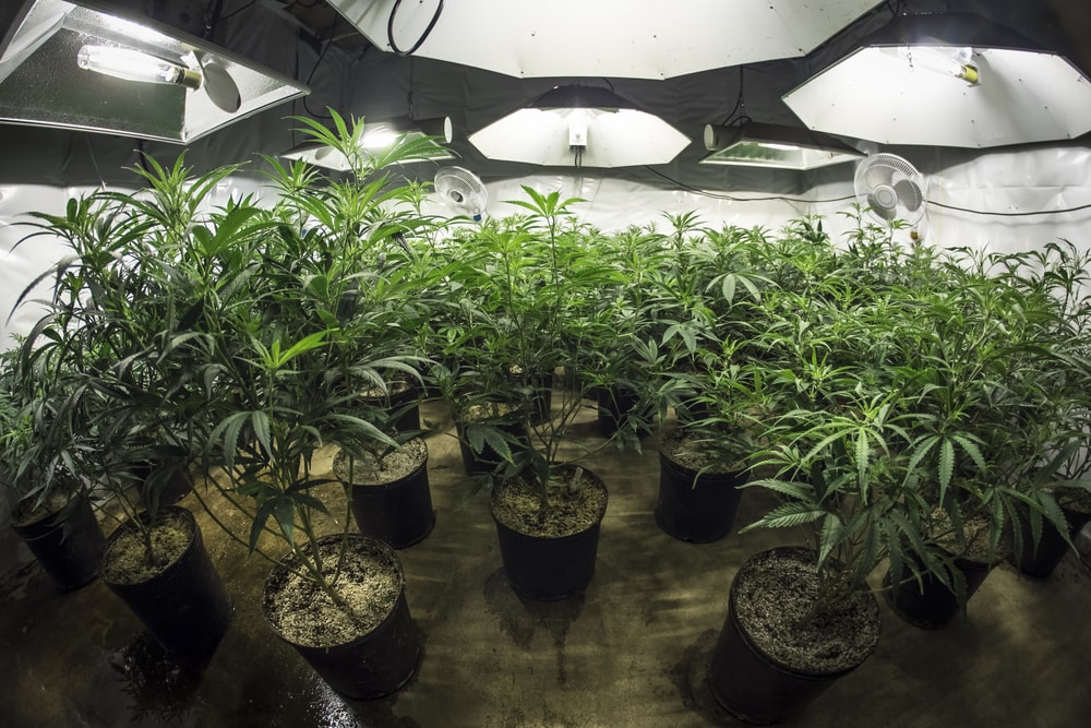 how to grow marijuana 2