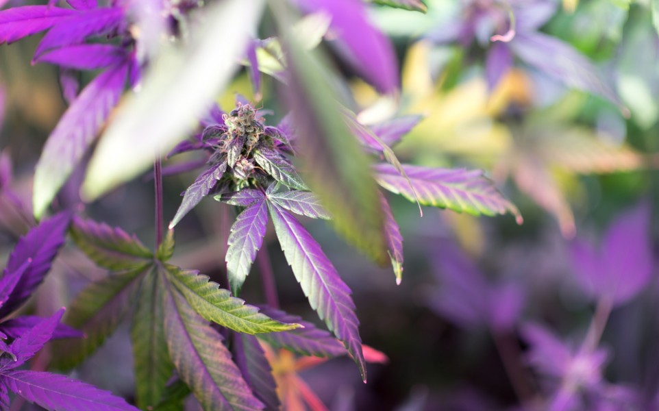 Here Are The Top 5 Cannabis Strains In Alaska 2