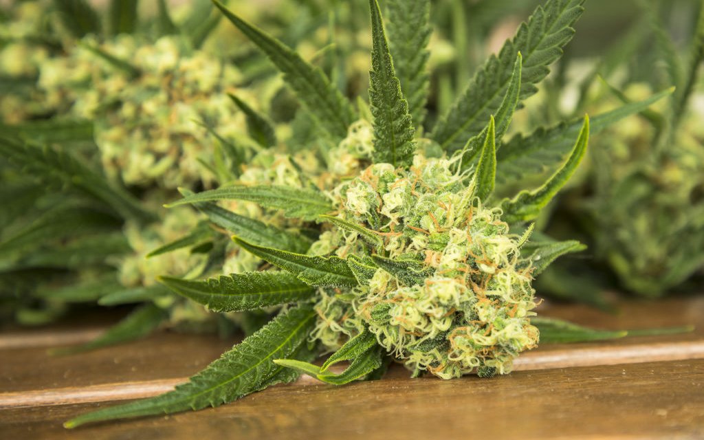cannabis sativa 2