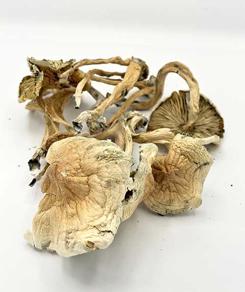 shroompic 1 2 4