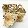 shroompic 1 2 1 5 4