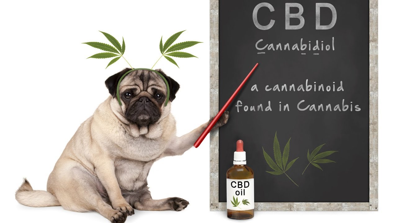 HEADER   CBDpets