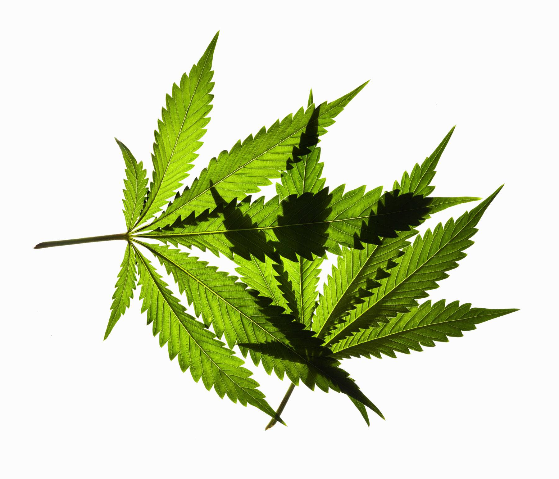 HEADER Cannabis