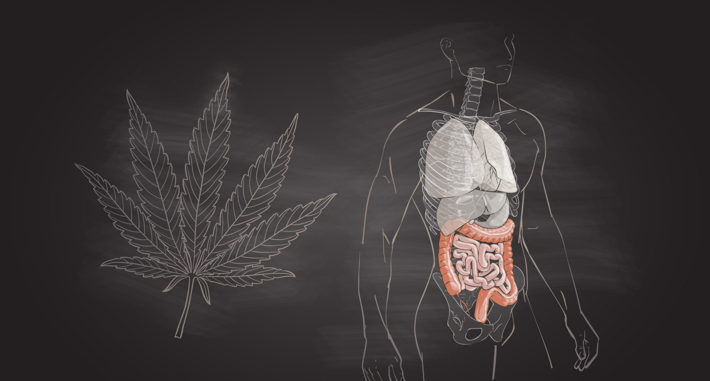 cannabis and the digestive system scaled Header