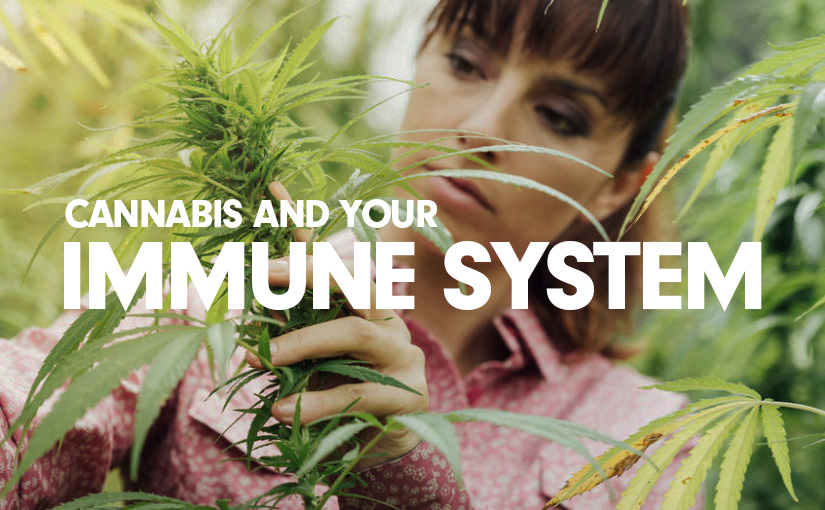 davinci vaporizer dry herb vape best raise your iq marijuana cannabis pipe tool weed cannatech dab rig oil pen miqro iq vs iq2 airdial dosage immune system boost copy