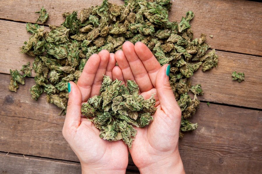 bigstock Marijuana Buds 120482060 min