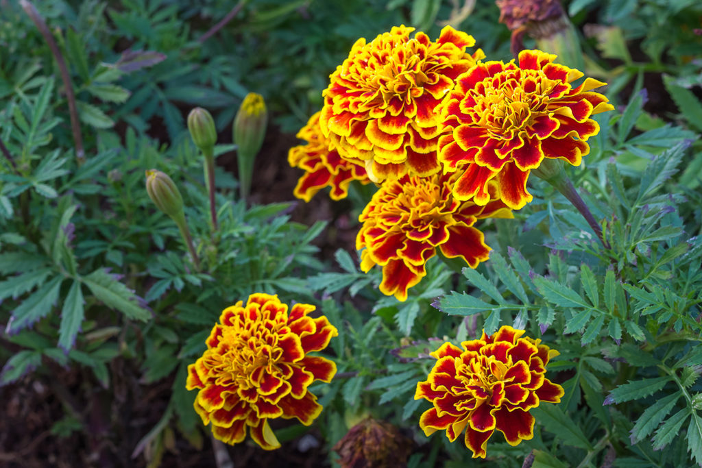 marigold 1024x683 1