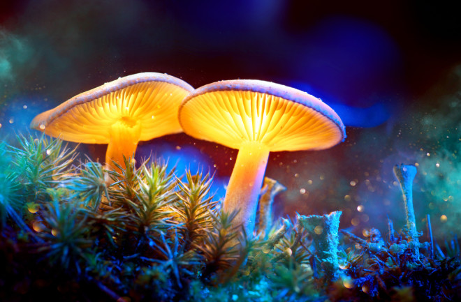 mushrooms 1