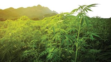 bcbud2