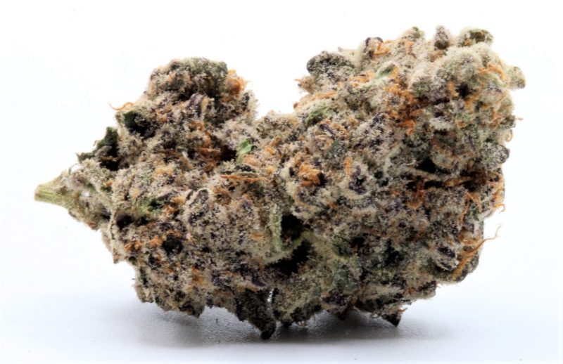 animalcookies4   oct 22 copy 4