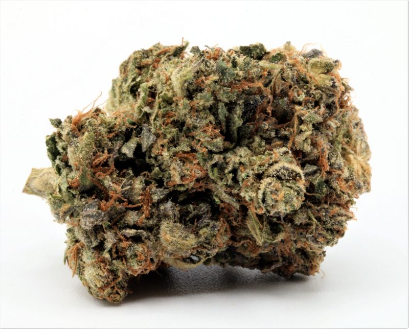 scottykush1 copy resize edit 4 scaled