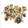 shroompile 2 1 4