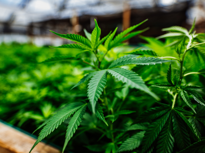 Benefits of Cannabis Benefits of Cannabis