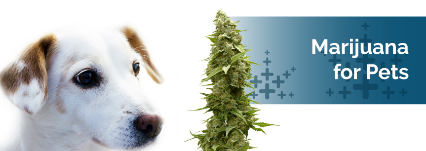 CBD for animals