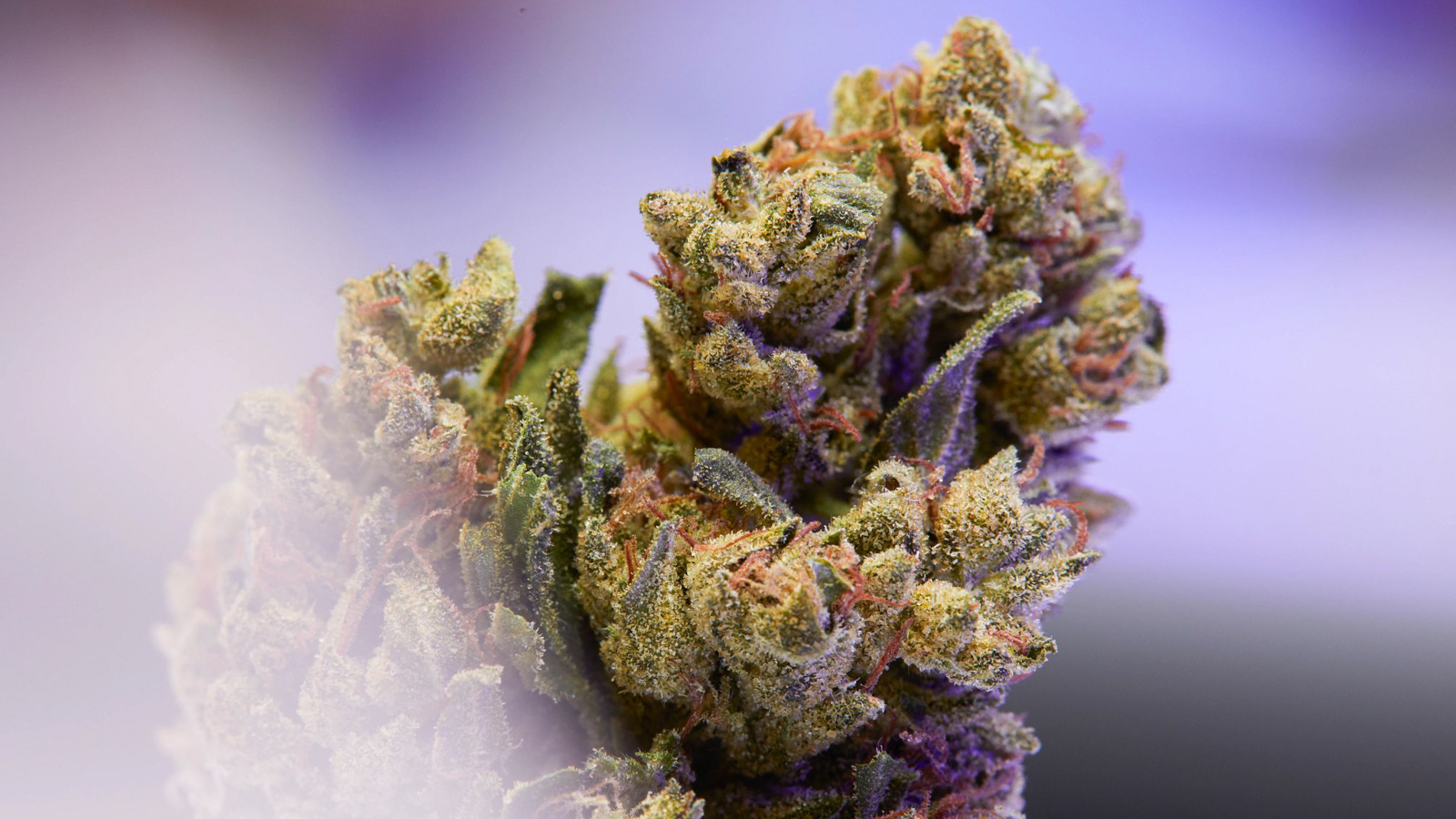 cannabis for slimmer waist