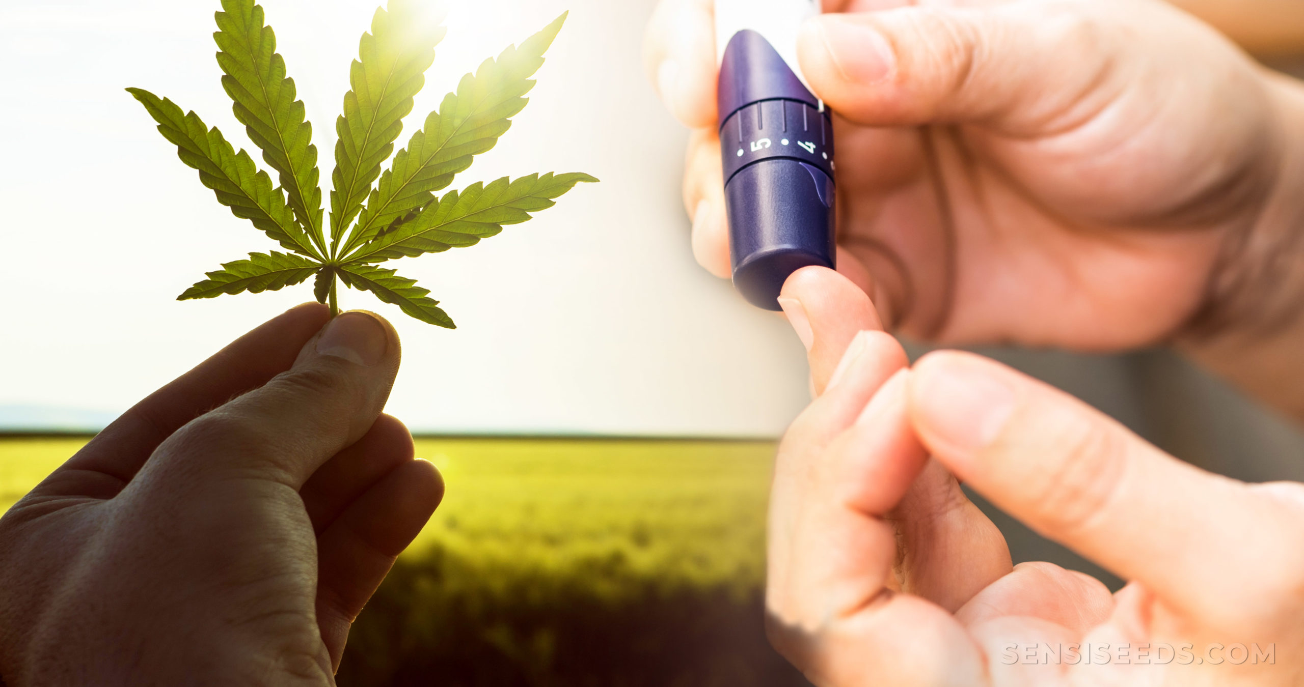 Benefits of Cannabis Benefits of Cannabis