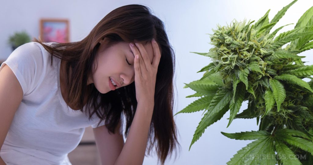 Benefits of Cannabis Benefits of Cannabis