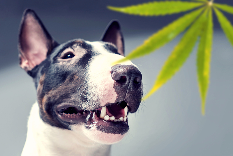 CBD for animals