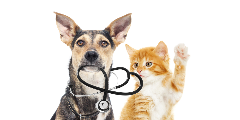 CBD for animals