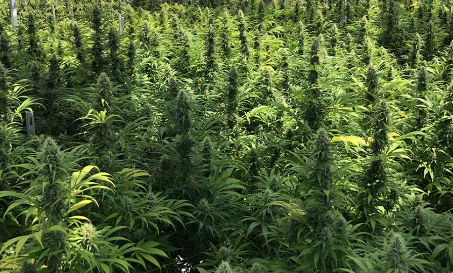 Benefits of Cannabis Benefits of Cannabis