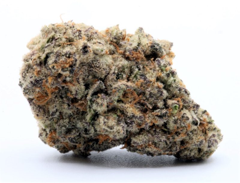 animalcookies6   oct 22 copy