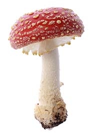 psilocybin thumb