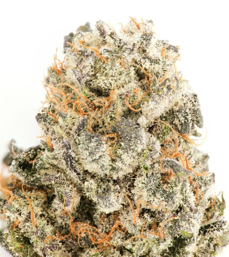 purple peyote 2