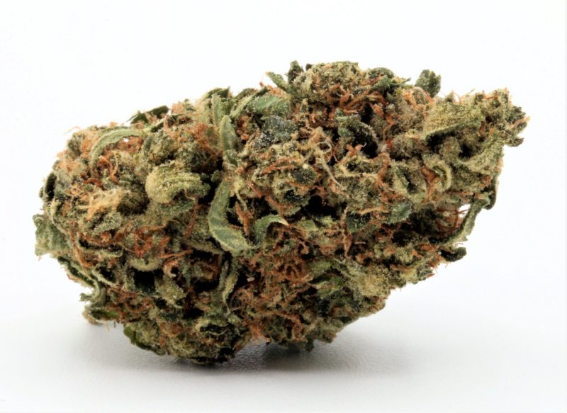 scottykush3 copy resize edit scaled 1